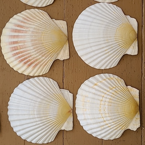 Medium Scalloped Clam Shells - Picture 6 of 11